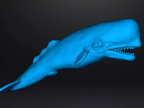SPERM WHALE REALISTIC CACHALOT FIGURE MODEL ANIMAL CREATURE WILDLIFE 3D Print Model