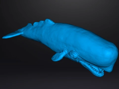 SPERM WHALE REALISTIC CACHALOT FIGURE MODEL ANIMAL CREATURE WILDLIFE 3D Print Model