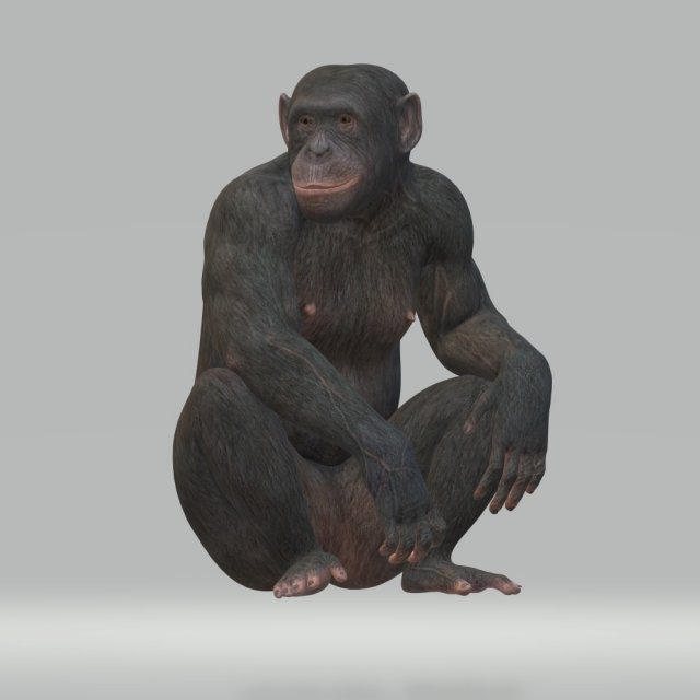 Chimpansee Ready to Print STL FBX OBJ 3Dプリントモデル .c4d .max .obj .3ds .fbx .stl .blend 