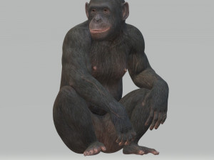 Chimpansee Ready to Print STL FBX OBJ 3D Print Model