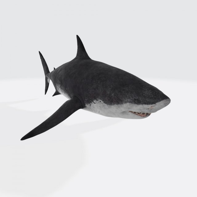 Megalodon Shark Ready to Print 3D Baskı Modeli .c4d .max .obj .3ds .fbx .stl .blend 