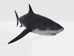 Megalodon Shark Ready to Print 3D Print Model