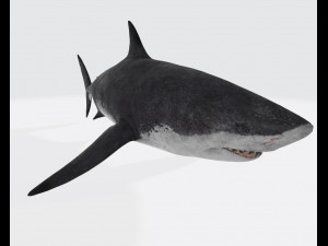 Megalodon Shark Ready to Print 3D Baskı Modeli