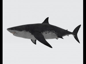 Megalodon Shark Ready to Print 3D Baskı Modeli