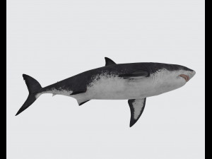 Megalodon Shark Ready to Print 3D Baskı Modeli
