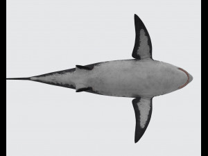 Megalodon Shark Ready to Print 3D Baskı Modeli