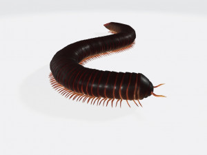 Millipede Ready to Print Modèles 3D en vedette