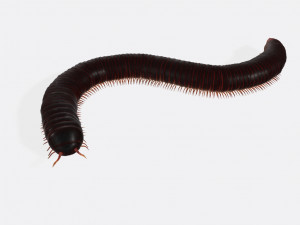 Millipede Ready to Print Modèles 3D en vedette