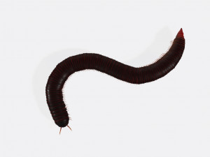 Millipede Ready to Print Modèles 3D en vedette