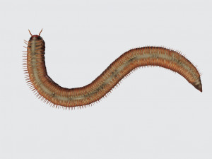 Millipede Ready to Print Modèles 3D en vedette