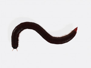Millipede Ready to Print Modèles 3D en vedette
