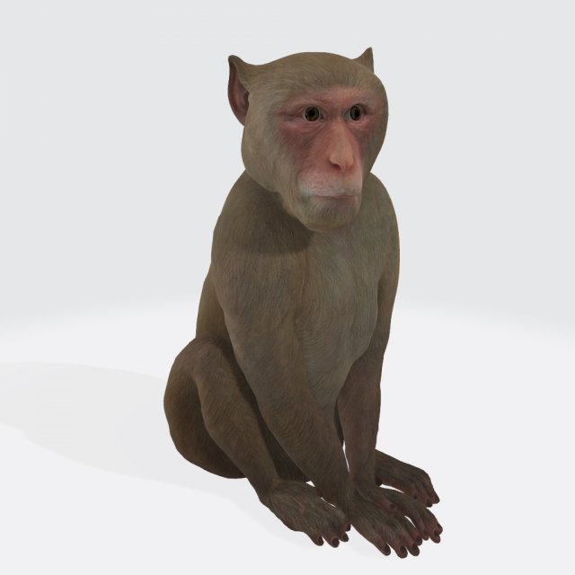 Monkey Ready to Print 3D प्रिंट मॉडल .c4d .max .obj .3ds .fbx .stl .blend 