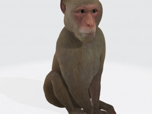 Monkey Ready to Print 3D 프린트 모델