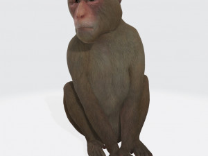 Monkey Ready to Print 3D प्रिंट मॉडल