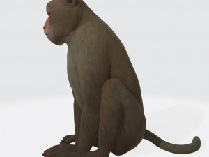Monkey Ready to Print 3D प्रिंट मॉडल
