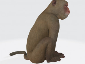 Monkey Ready to Print 3D प्रिंट मॉडल
