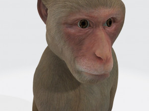 Monkey Ready to Print 3D प्रिंट मॉडल
