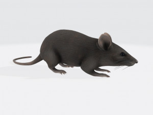 Mouse Ready to Print 3D Принт Модель