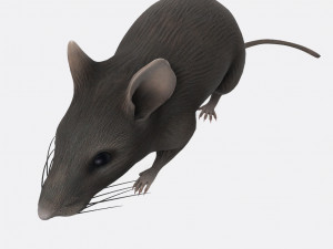 Mouse Ready to Print 3D-printmodel