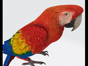 Parrot Ready to Print Modelo de impresión 3D