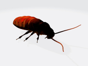Oriental Cockroach Ready to Print 3D Print Model