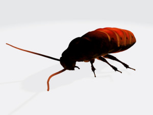 Oriental Cockroach Ready to Print 3Dプリントモデル