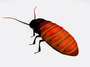 Oriental Cockroach Ready to Print 3Dプリントモデル