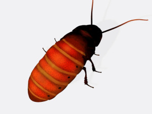 Oriental Cockroach Ready to Print 3Dプリントモデル