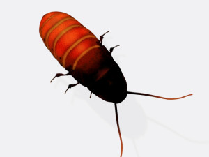 Oriental Cockroach Ready to Print 3Dプリントモデル