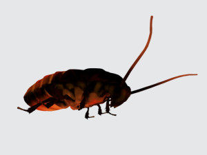 Oriental Cockroach Ready to Print 3Dプリントモデル