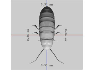Oriental Cockroach Ready to Print 3Dプリントモデル