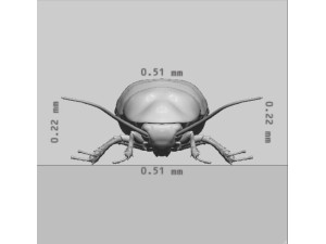 Oriental Cockroach Ready to Print 3Dプリントモデル
