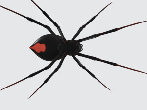 Black Widow Spider Ready to Print 3D Print Model