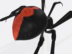 Black Widow Spider Ready to Print 3D Print Model