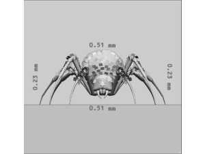 Black Widow Spider Ready to Print 3D Print Model