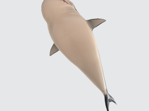Cartoon Shark Ready to Print Modelo de Impressão 3D