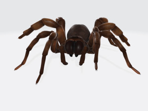 Creepy Spider Ready to Print 3D Print Model