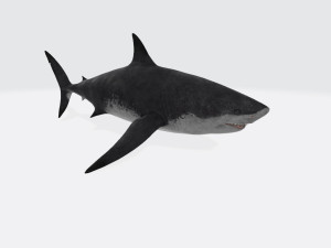 Megalodon Shark Ready to Print 3D Print Model