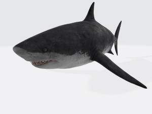Megalodon Shark Ready to Print Model Cetak 3D