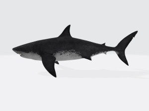 Megalodon Shark Ready to Print Model Cetak 3D