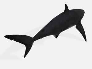Megalodon Shark Ready to Print Model Cetak 3D