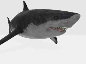 Megalodon Shark Ready to Print Model Cetak 3D
