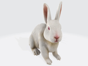 White Rabbit Ready to Print 3D 打印模型