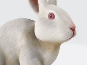 White Rabbit Ready to Print 3D Принт Модель