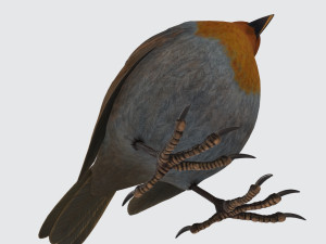 Singing Robin Ready to Print 3D Принт Модель