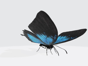 Ulysses Butterfly Ready to Print 3D 打印模型