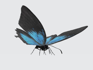Ulysses Butterfly Ready to Print Model Cetak 3D