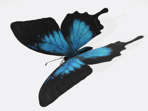 Ulysses Butterfly Ready to Print Model Cetak 3D