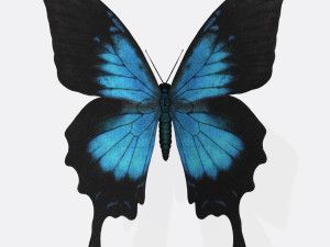 Ulysses Butterfly Ready to Print Model Cetak 3D