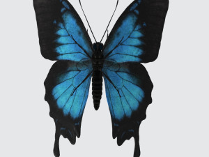 Ulysses Butterfly Ready to Print Model Cetak 3D